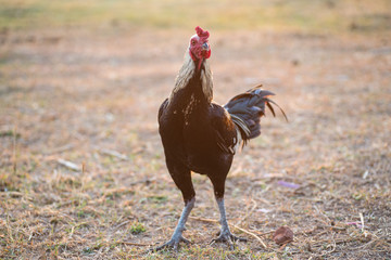 Gamecocks Thailand beautiful walk in the meadow