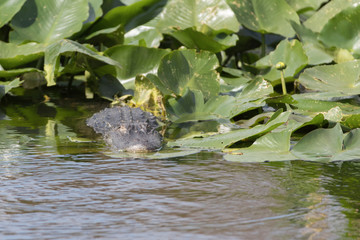 Alligator in Florida Marsh