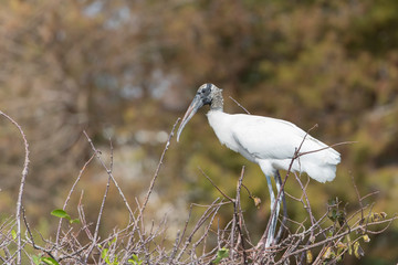 Word Stork in Florida Rookery