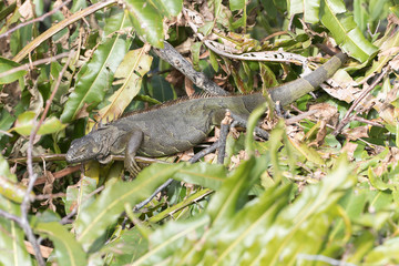 Invasive Green Iguana in Florida Marsh