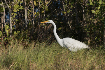 Great Egret in Florida Marsh