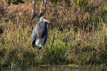 Tri-colored Heron in Florida Marsh