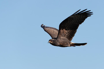 Obraz premium Male Snail Kite in Florida Marsh