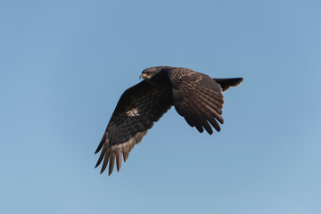 Male Snail Kite in Florida Marsh
