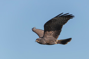 Male Snail Kite in Florida Marsh