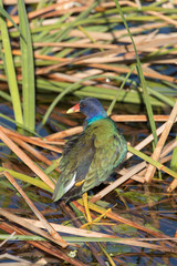 Purple Gallinule in Florida Marsh