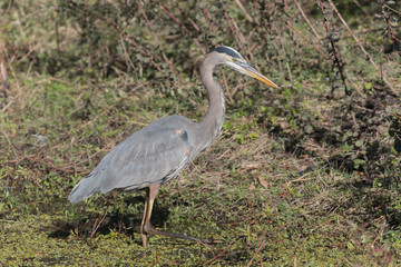 Great Blue Heron in Florida Marsh