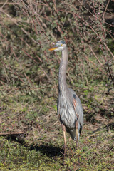 Great Blue Heron in Florida Marsh