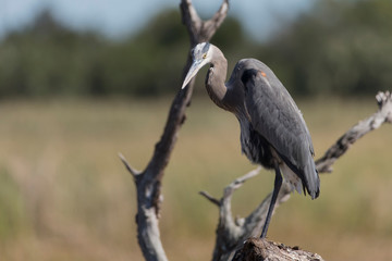 Great Blue Heron in Florida Wetland