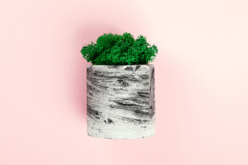 Fototapeta premium Natural moss stabilized green. Flower in pot. Eco design interior.Top View. Flat Lay.Copy space for Text.
