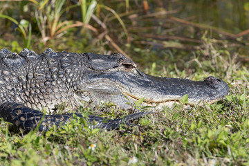 Alligator in Florida Marsh 