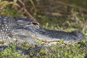 Alligator in Florida Marsh 