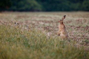 European hare sitting in grass at evening