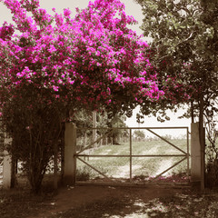 flower at the gate