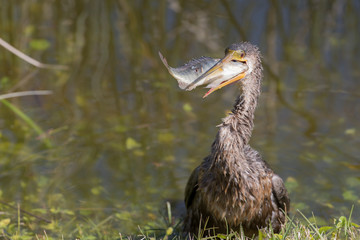 Anhinga eating fish in Florida Wetland