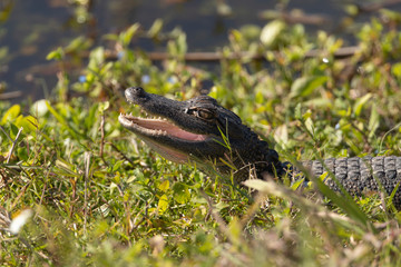 American Alligator in Florida wetland