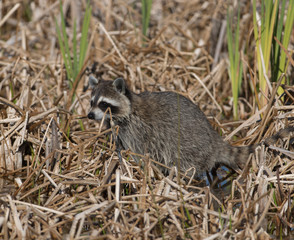 Raccoons in Wetland of Florida