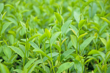 Green Tea Field, Green Tea, Green Tea from Thailand country