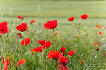 Obraz premium maki w polu