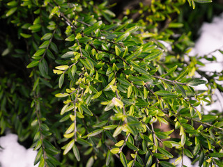 branches with green leaves