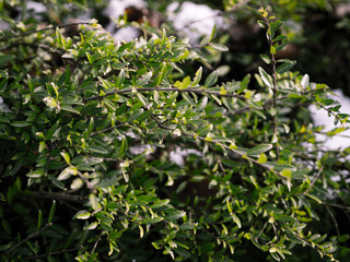 Fototapeta premium branches with green leaves