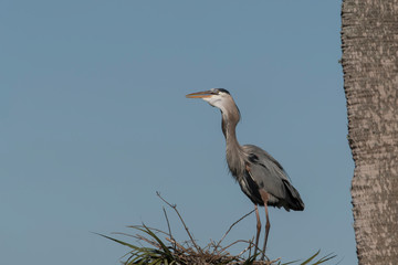 Great Blue Heron with Fish for meal