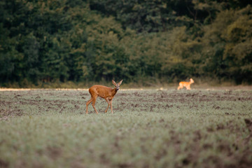 European deer in evening. European roe deer surrounded by grass and forest. Roe deer wildlife