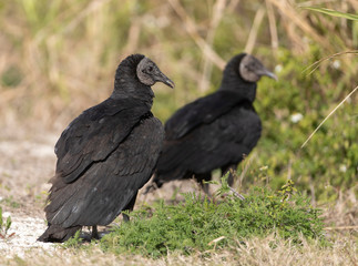 Black Vulture in Florida Wetland