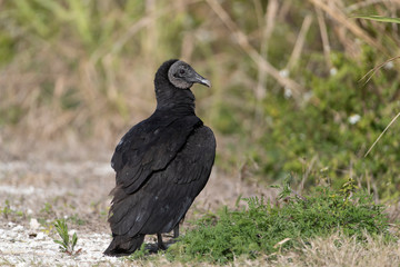 Black Vulture in Florida Wetland