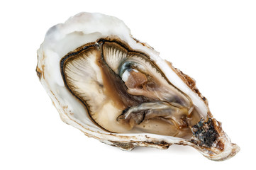 fresh open oyster on white