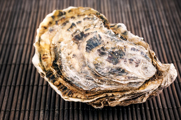 fresh raw oyster
