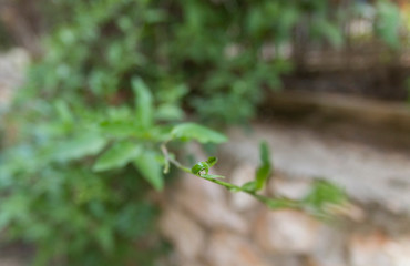enredadera