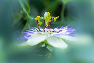 passion flower.
