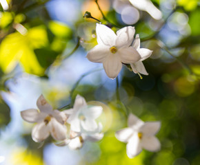 reflections in the flowers.