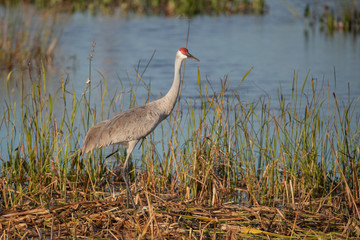 Sandhill Crane in a Florida Marsh