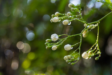 reflections in the flowers.