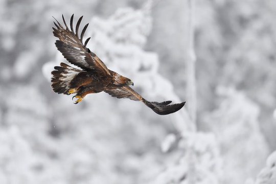 Golden eagle bird in snow covered winter forest