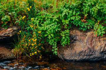 Bush with blooming yellow flowers of silverweed near spring water with stones close-up. Medical plants grow near mountain creek. Healing plant near spring stream. Landscape with brook near rich flora.