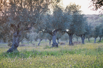 Olive trees groves - agriculture food production farm, orchard during spring -  blooming meadows.