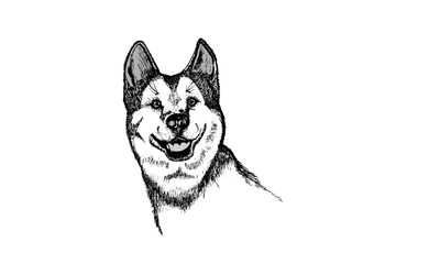 Husky Mischling gezeichnet