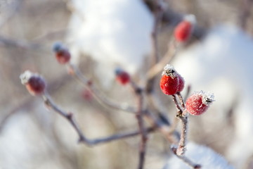 Beautiful frosty red hips of wild dog rose,  peaceful sunny winter day against clear blue sky background, copy space