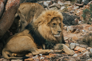 A Lion lying under a rock