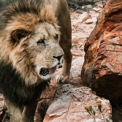 Naklejka premium A Lione next to a rock