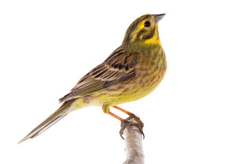 Yellowhammer (Emberiza citrinella)