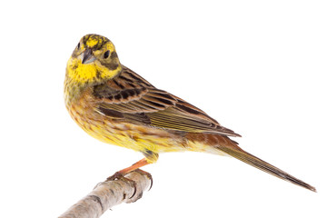Yellowhammer (Emberiza citrinella)