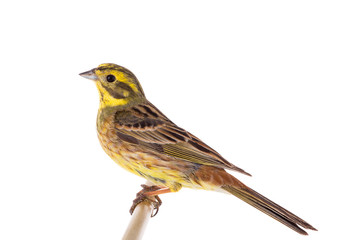 Yellowhammer (Emberiza citrinella)