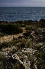 flower on top of mountain