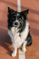 Border collie in a brown orange tennis court