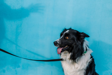 Dog with a blue wall behind in a sunny day