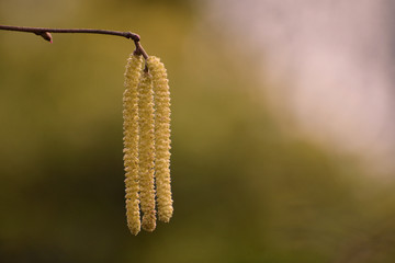 Yellow Birch Catkins in Early Spring